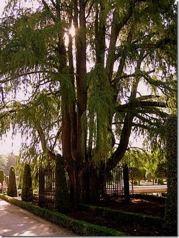 El árbol mas viejo de la Tierra (6000 años) - Ciencia Explicada
